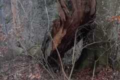 toter baum