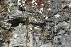DSC00708