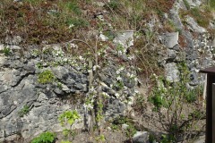 DSC00709