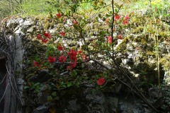 DSC00711