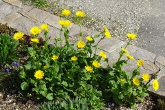DSC00713
